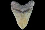 Sharply Serrated, Fossil Megalodon Tooth #86065-2